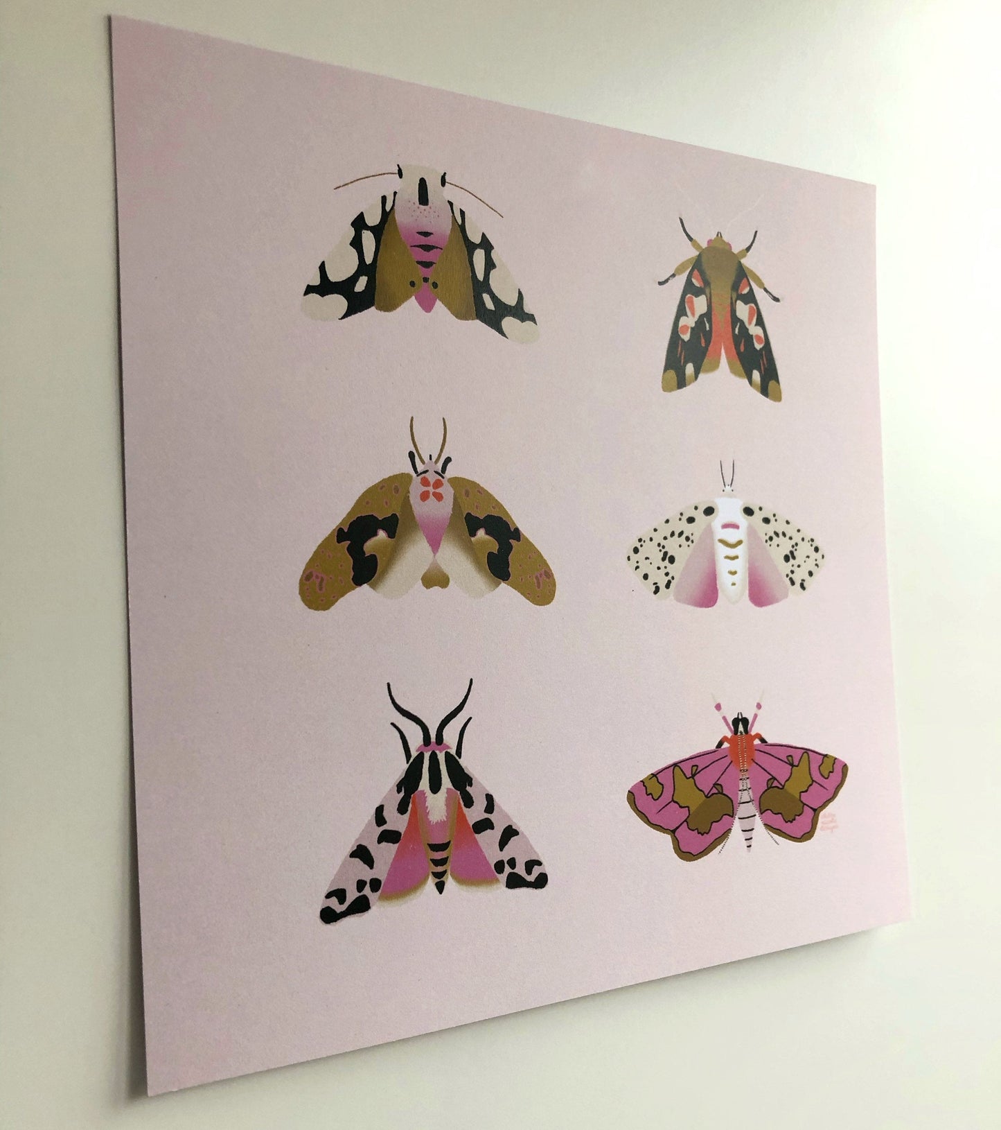 Square Moth Print | Wall art